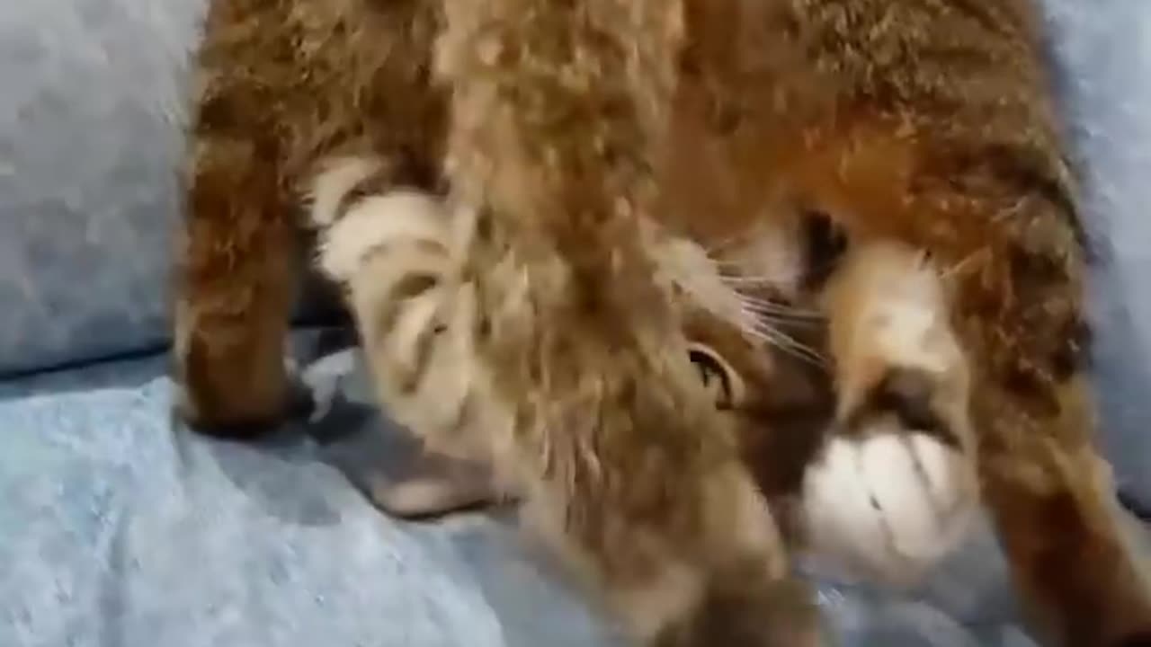 CAT DAY 🐈 FUNNY, CRAZY, AMAZING, CUTE CATS 🐱 Cat Fails 😺 Funniest Animal Videos 2024