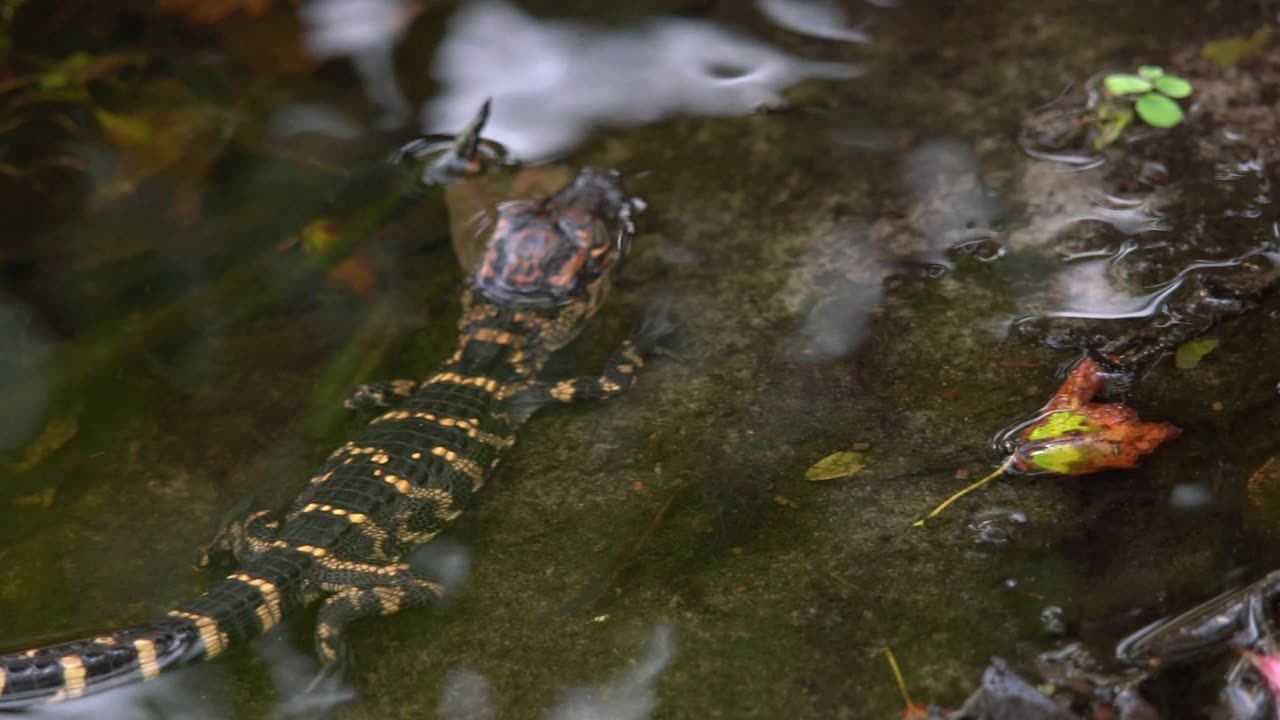 A Cute Baby Alligator