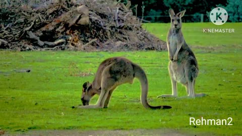 Animals Footage