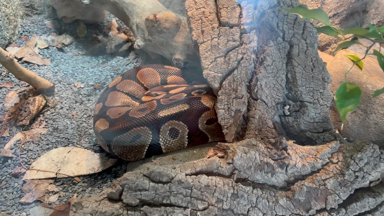 The Pythons at Melbourne Zoo