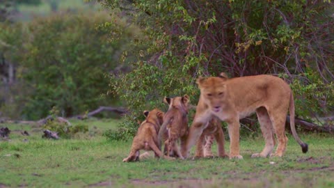 Lion the king of jungle