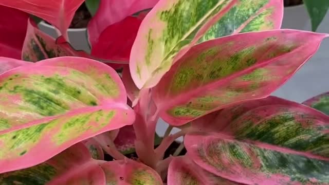 Aglaonema red master plant