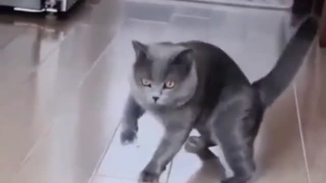 the cat touched too much cold water |This is the funniest and best video ever |