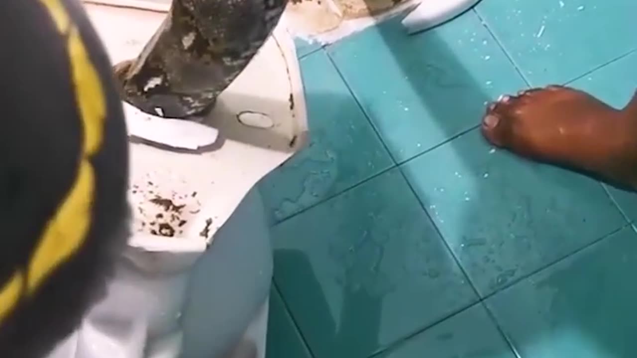 worst nightmare python comes out of toilet hole.
