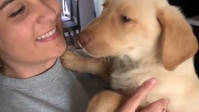 Sleepy Lab Puppies Have Big Yawns