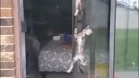 Spider cattos