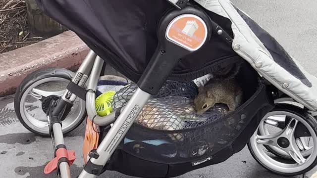 Secret Squirrel Stowaway Steals Savory Snacks