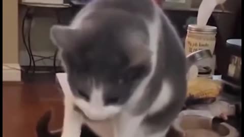 Did the cat vomit when it smelled the cheese?