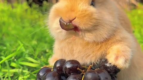 Rabbit eating grapes, Looks so cute