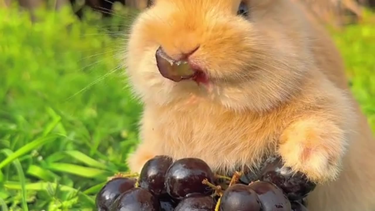 Rabbit eating grapes, Looks so cute