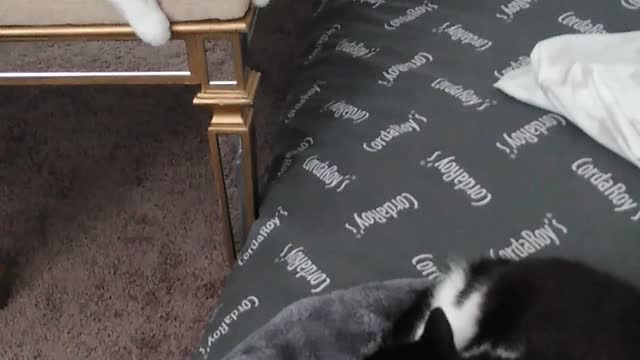 Pillow