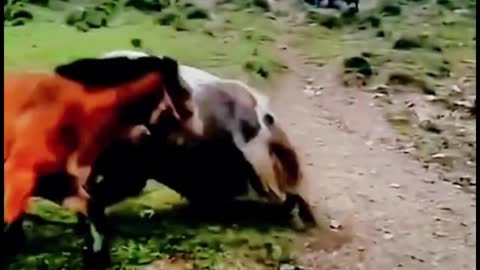 A horse and a cow are fighting. Do you think a cow can beat this horse?