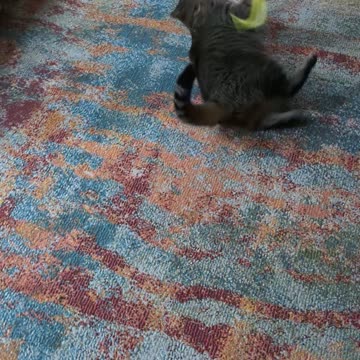 Frankie, Cassie, & Tootsie before breakfast.