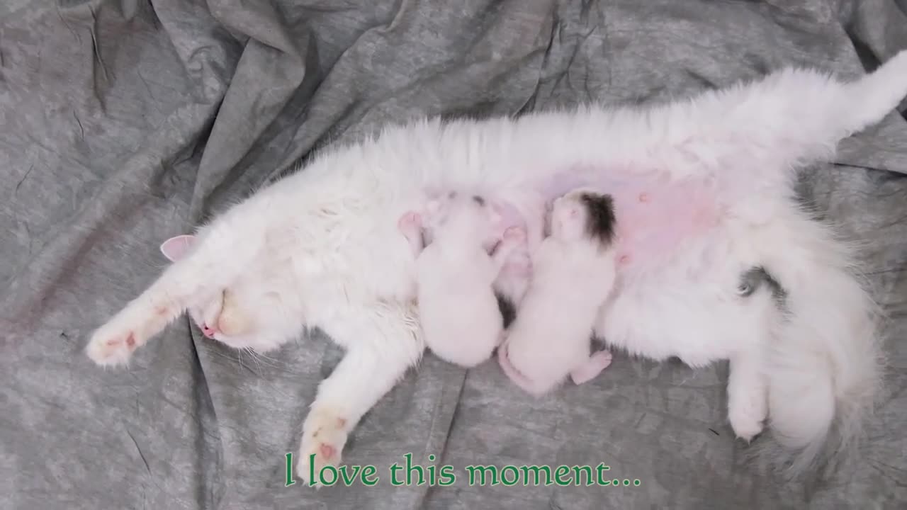 Cat Takes Care of Her Kittens