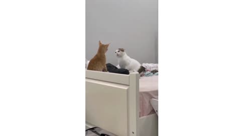 Compilations of Funny Animal Videos