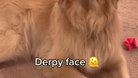 "Golden Giggles: Funny Faces Edition" - "Different Faces of Golden Retrievers"