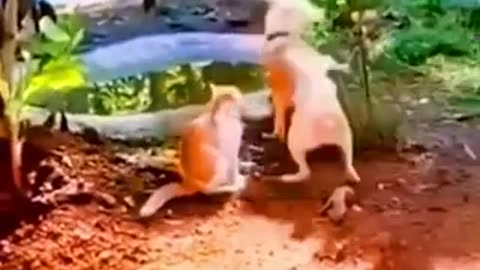 Best funny videos #funny #animals#videos