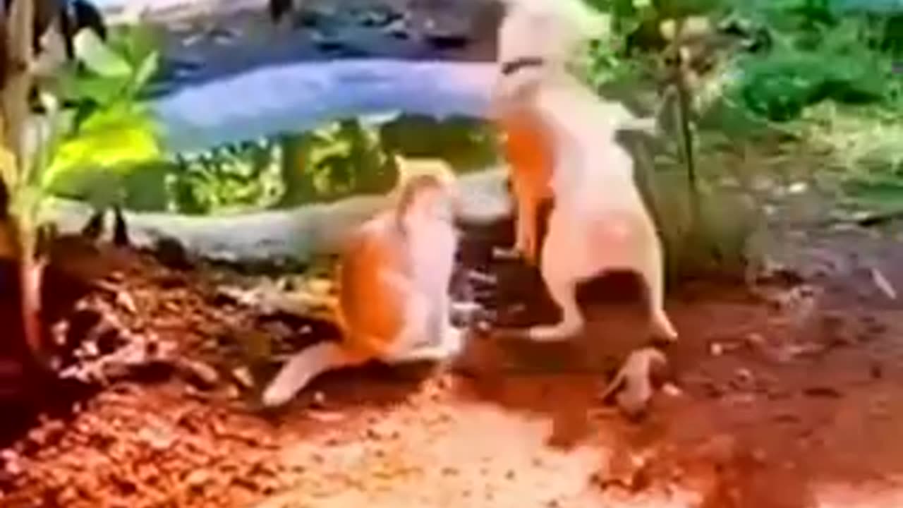 Best funny videos #funny #animals#videos