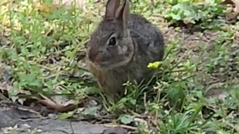 Baby Bunny 2