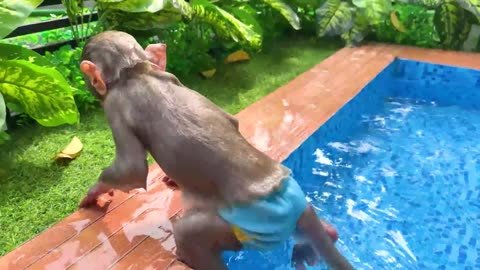 Baby Monkey Cooper cooking french fries and swims with the funny duckling in the water park