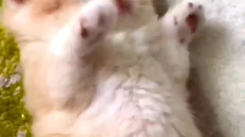 Cutest Cat Video Funny Roll and Dance