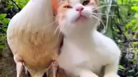 Beautiful cat 🐈 trending video