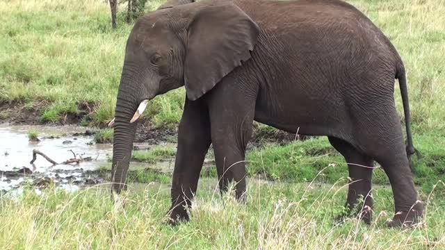 Elephant lifetime