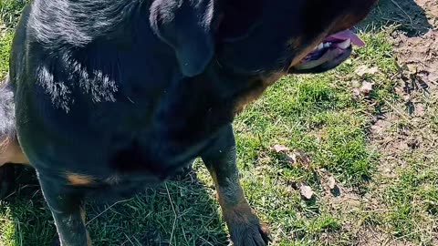 Rottweiler Squeezes Through Gate