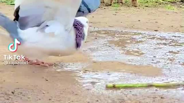 Best bird training video