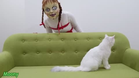 Cat vs Annabelle