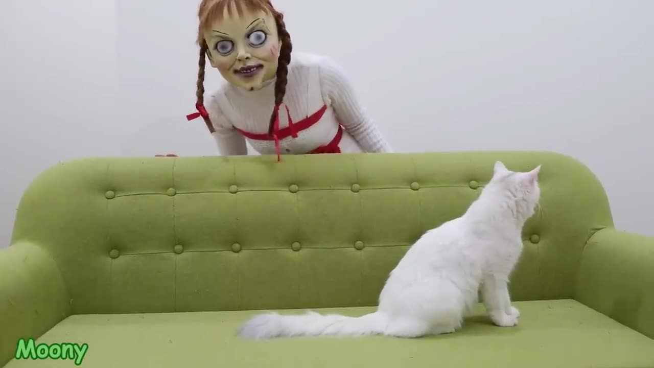 Cat vs Annabelle