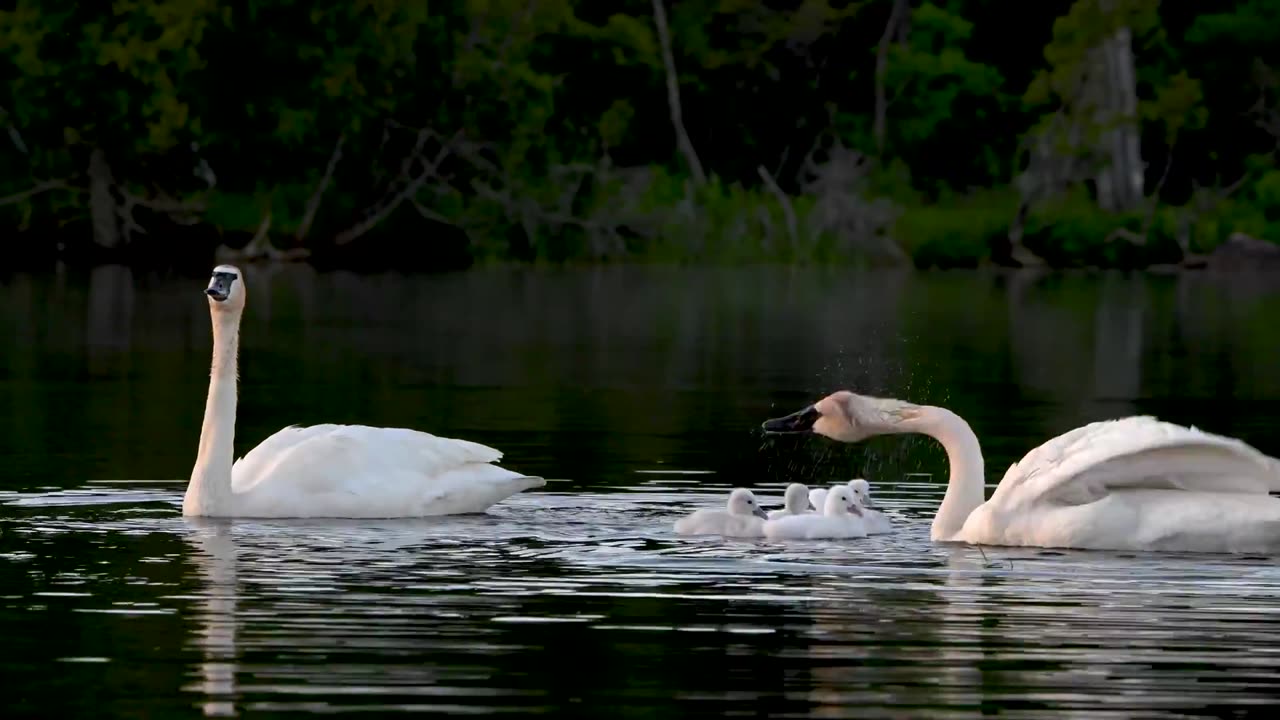 swan & water