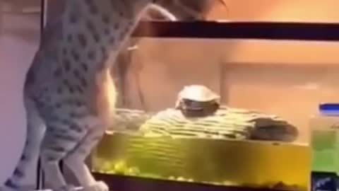 Pets funny moments