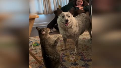 Cute and Funny Animals