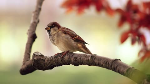 Beautiful birds sound