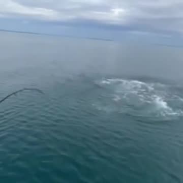 Giant bull shark nearly snatches fisherman's catch🦈🎣 #shorts