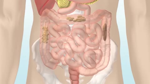 How digestion is done in the human body