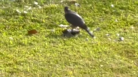 BIRD FEASTING ON PIGEON