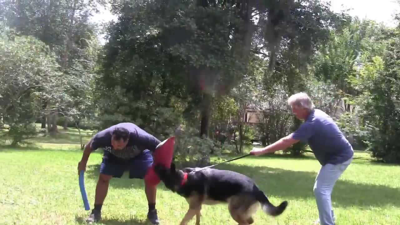 Training a Guard Dog Step by Step!!