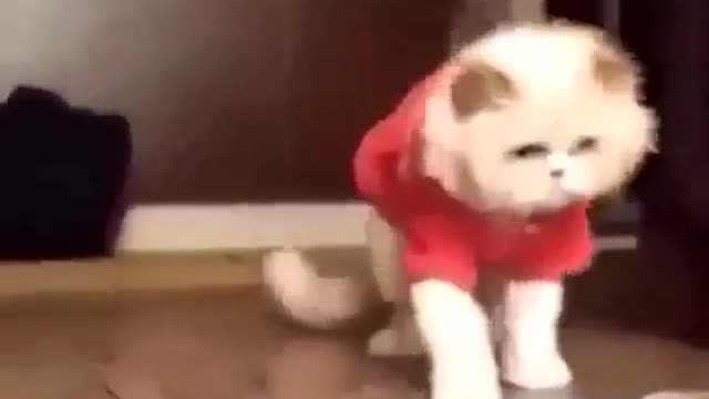 Cute cat, dancing like a micheal jackson