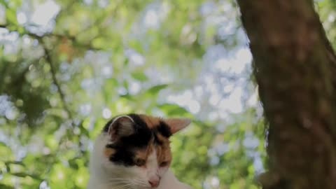 cute cat on a tree