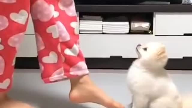 Cute puppy dog dancing