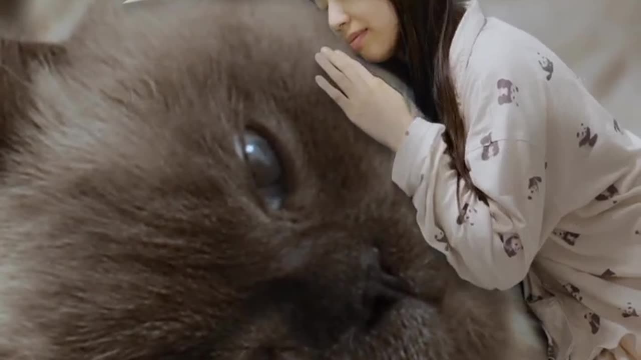 Every cat lover's dream