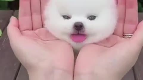 so cute dog 🐕 video