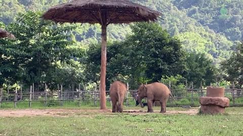 The Relationship Between Baby Elephant And Mahout's Dog