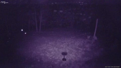 More fairies?