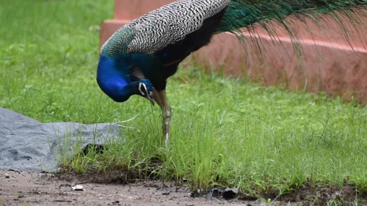 Peacock 🦚 video #shorts #jungle #peacock