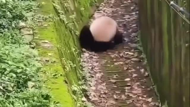 Panda's Fun #shorts #viral #shortsvideo #video