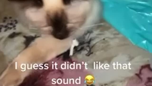 My cat listening to tiktok DONG’s