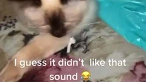 My cat listening to tiktok DONG’s